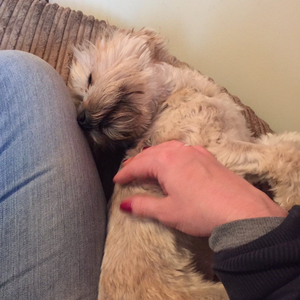 harleys hounds tweet media