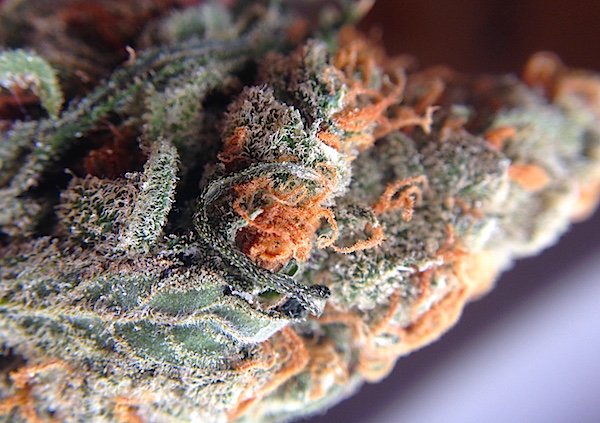 MendocinoGroup's tweet photo. Must Read: What Defines a #Cannabis Strain? https://t.co/hHWLzpW17Z  #cannabiscommunity #mustread https://t.co/FVNQMu5lNn