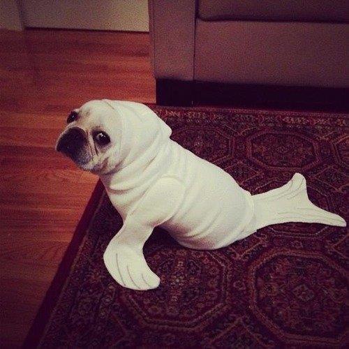 ItsJustSul's tweet photo. RARE : Seadog spotted. https://t.co/UaknUCjAIG