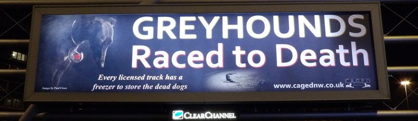 CAGEDnw's tweet photo. Please re-tweet or even better donate and help the greyhounds @kirstiealley @AliciaSilv @sia https://t.co/hEcbFGQkHG https://t.co/dHTDAEdqJn