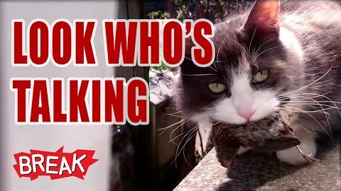 Buzz_Trendy's tweet photo. VIDEO: Look Who’s Talking – Breaking Videos https://t.co/Zgu65onPNf #Videos #BreakVideos https://t.co/0UanNe15Kq