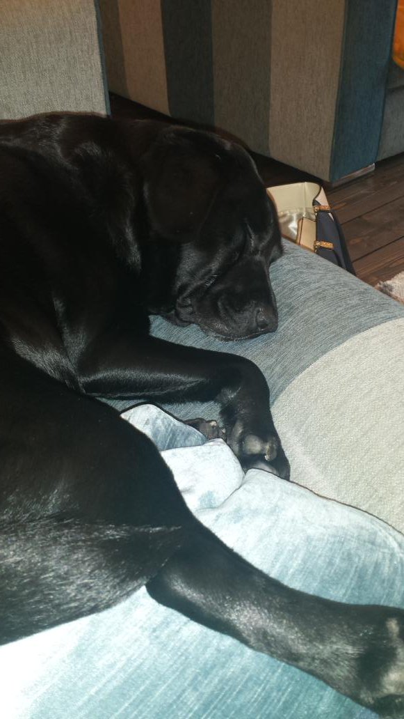carlysmith85's tweet photo. Shes got the right idea #snore https://t.co/eEsKBbdwVq
