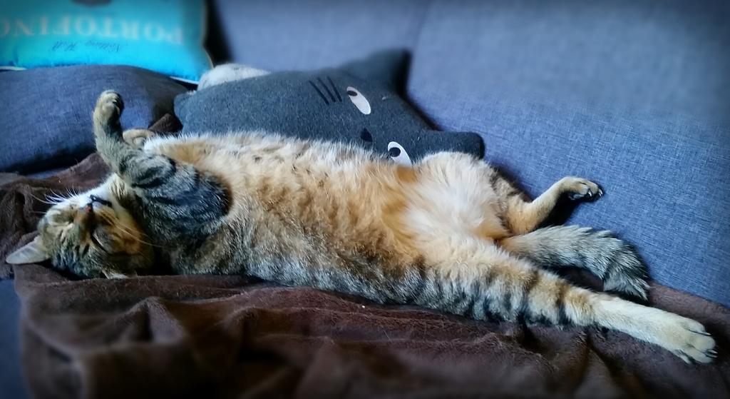 drsJee's tweet image. @sylviawitteman #catprivilege