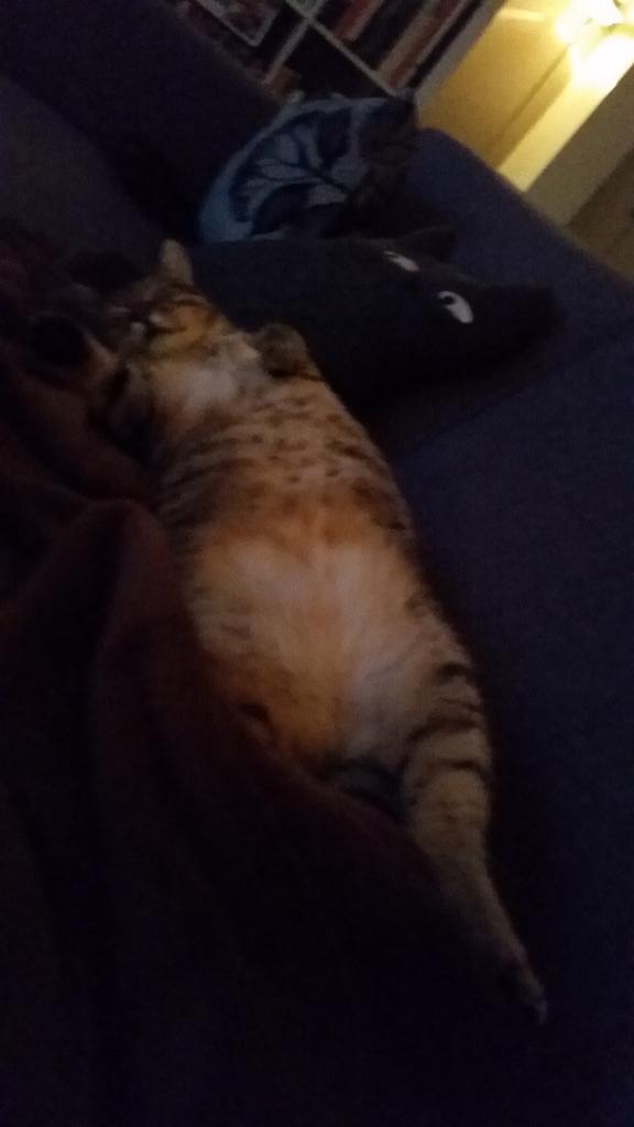 drsJee's tweet image. @sylviawitteman #catprivilege