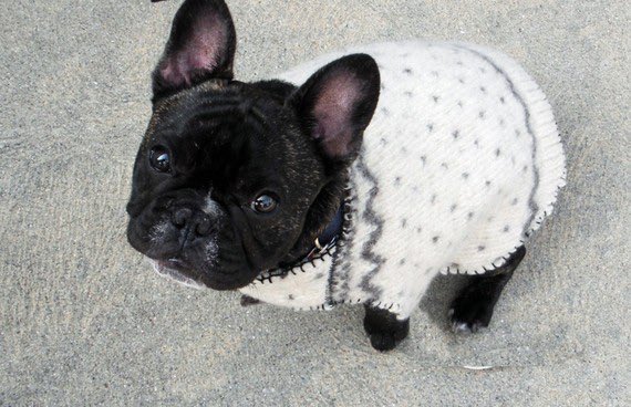 frenchie_loverz's tweet photo. ❄️Don't forget to bundled that #Frenchie up as the weather gets colder! ❄️ https://t.co/BFw4WL5RTp