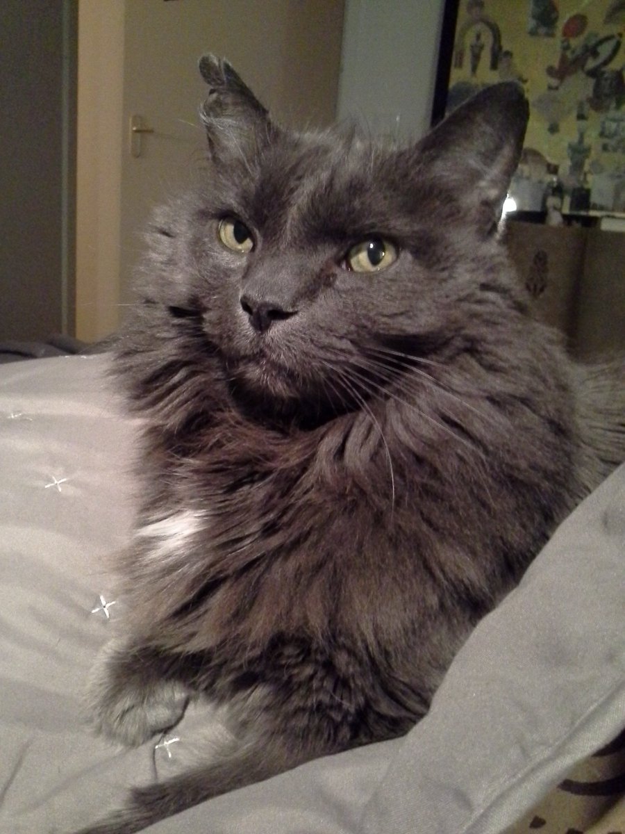 Heldinne's tweet image. Nog eentje dan #catprivilege