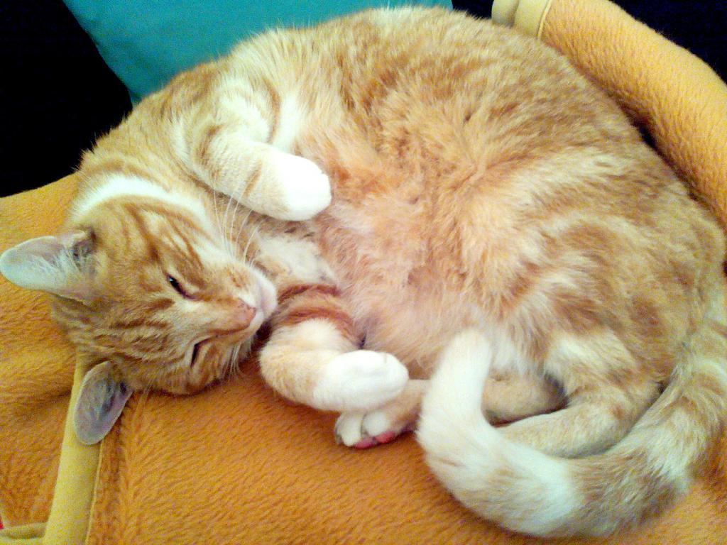 GroenePeter's tweet image. @sylviawitteman Tim #catprivilege