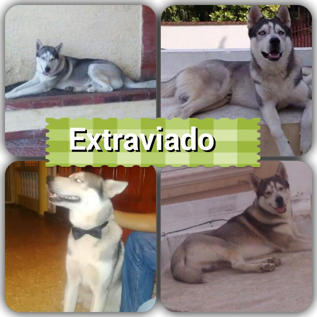 jonathanraudel's tweet photo. Se busca. Infor 8298370017. https://t.co/oWo0VM4smH