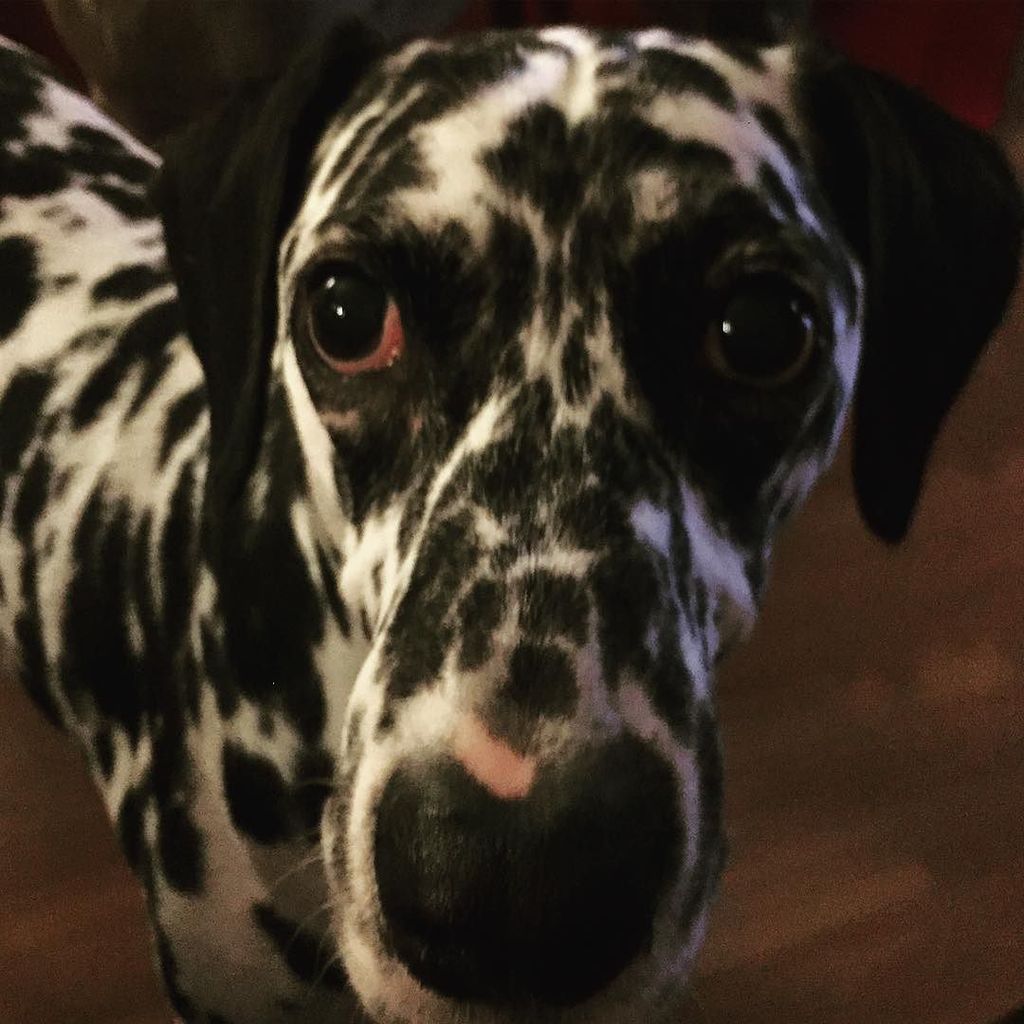 KellyDouglas's tweet image. Don't let this face fool you! She's very demanding.  #itsjanuary