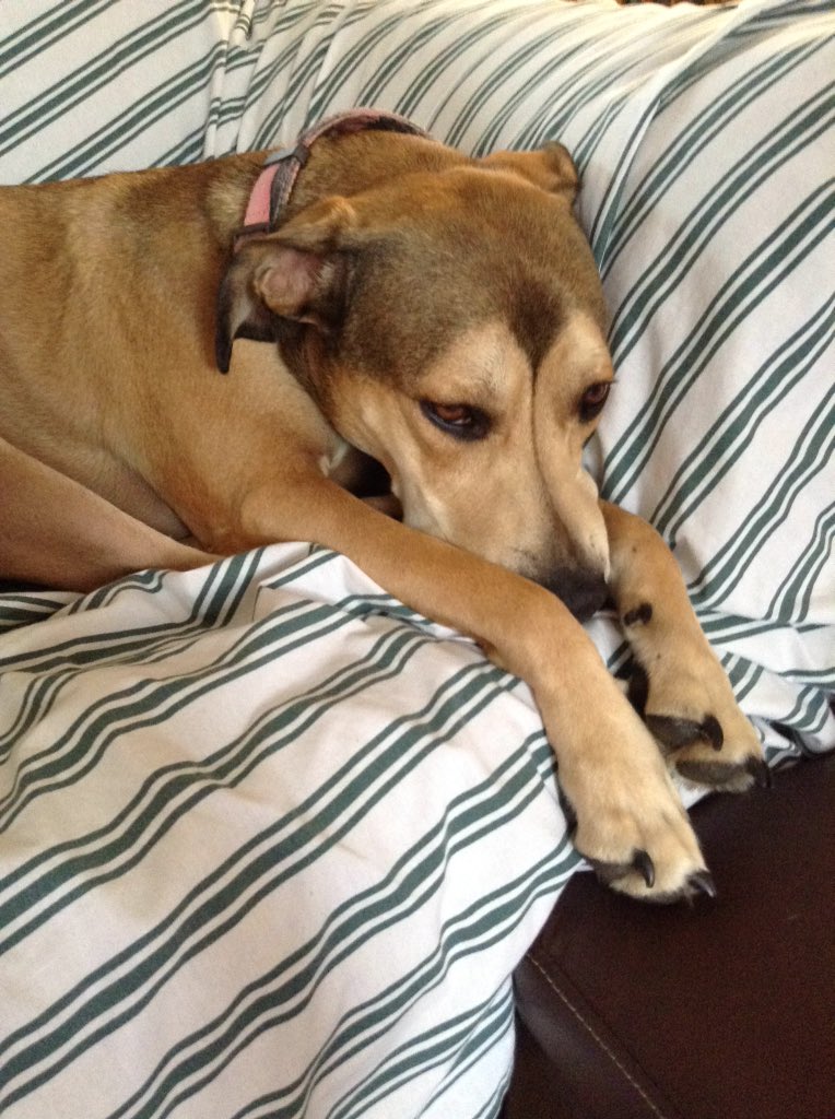 Ryry4610's tweet photo. My dog so cute!!!!! https://t.co/SzSNWTKwcr
