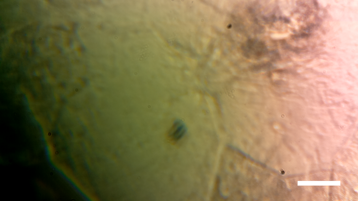 Diy microscope tweet media