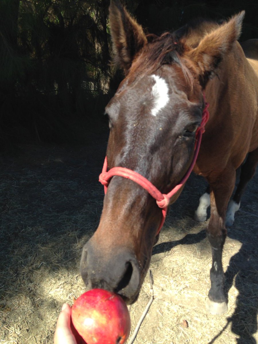 GloriousAllianc's tweet photo. "Why are you sniffing the pomegranate like you're Snow White meeting your evil queen?" Asked my redhead. #smartmare https://t.co/s2gDQwZGVU