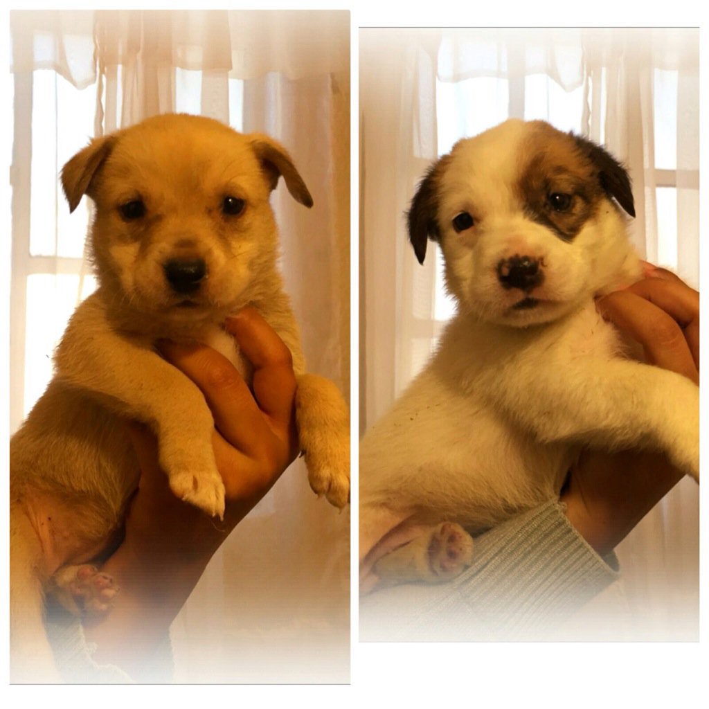 Cachorritas de mes y medio rescatadas de un canal de agua sucia, ya vacunadas. Se busca familia adoptante! Apoyo RT!