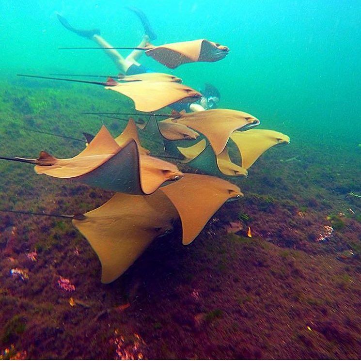 ParadiseCoveStt's tweet photo. bg_underwater shares: Photo by @lukedallal --- Tag your photos #bg_underwater #uw #uwlife #uwpics #underwater #uwph… https://t.co/WGYAXZTsV7