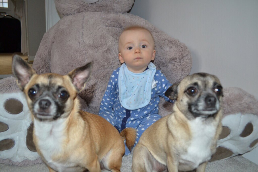 PepperDolly_Chi's tweet photo. We love our little bro #babyboy #Chihuahua #Chihuahuaoninstagram #chihuahuas #Chihuahualove #cute #dogsarelove https://t.co/97mlvkt2In