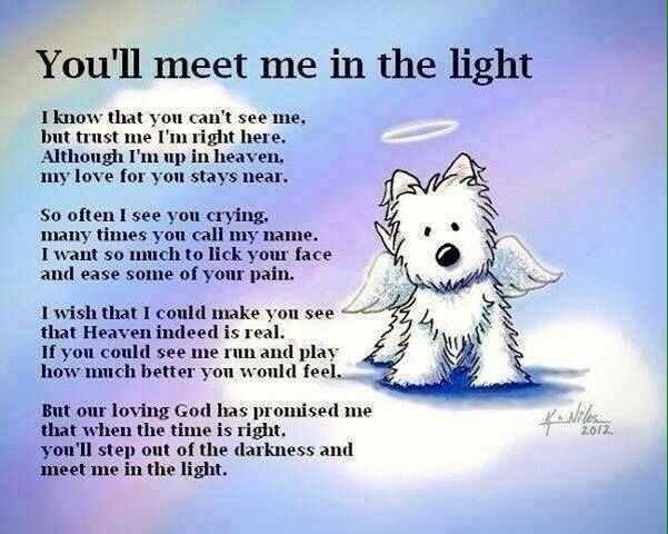 TonoCobos's tweet photo. Muyina...😔🐶 please wait us.... https://t.co/Dg46W0SQfb