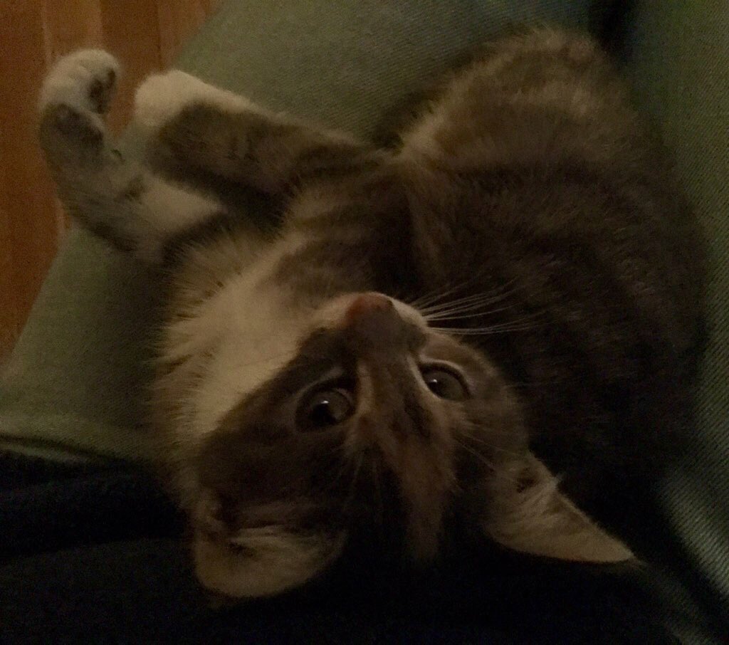 CasperHuls's tweet image. @sylviawitteman Natuurlijk wil de poes niet meewerken, dat is pas #catprivilege