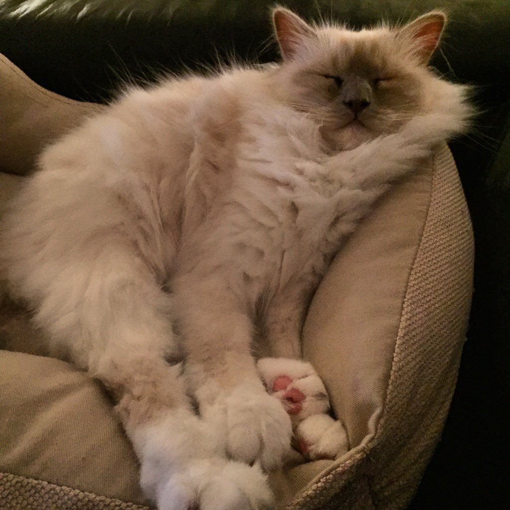 PatriceJW's tweet image. @sylviawitteman ohja! Nog een x 🐾#catprivilege