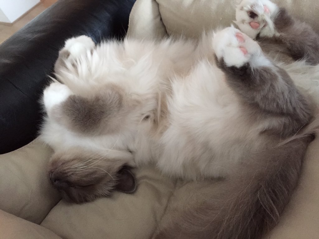 PatriceJW's tweet image. @sylviawitteman ohja! Nog een x 🐾#catprivilege