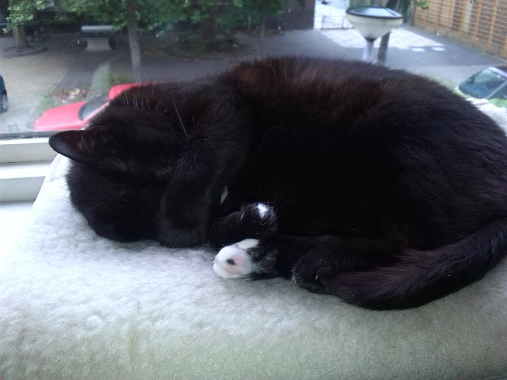 zuidemac73's tweet image. @sylviawitteman #catprivilege #Arie