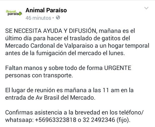 AnimalParaíso tweet media