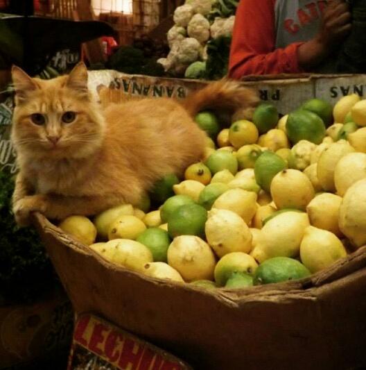 AnimalParaíso tweet media