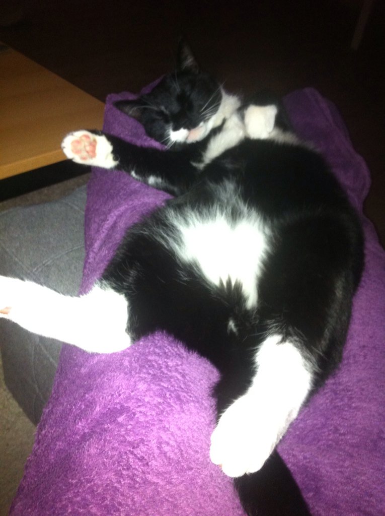 Doeterniettoe7's tweet image. @sylviawitteman #catprivilege