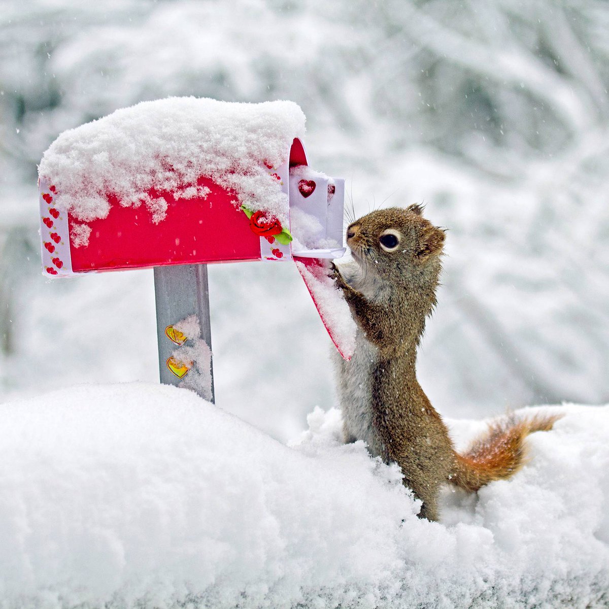 L515GP's tweet photo. Una encantadora ardillita ♥
#lovely #squirrel #snow #SnowWhite #cute #chipmunk #snowflake #cuteness https://t.co/z1ENpmklzK
