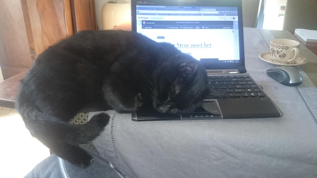 henkbuis's tweet image. @silviawitteman Die laptop is best lekker warm #catprivilege