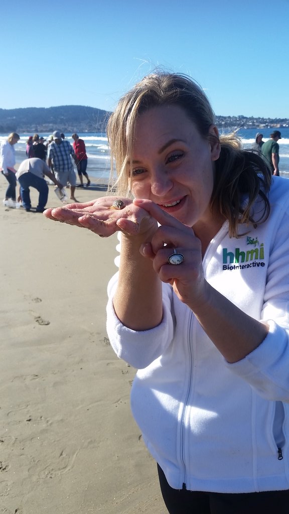 MsBethCates's tweet photo. Catching sand crabs for sandy beach monitoring with the @limpetsnews team at the @PGMuseum #WSCAScience https://t.co/F5upgL14wg