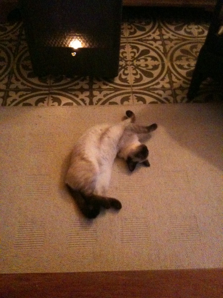 MiesjeB's tweet image. @sylviawitteman #catprivilege