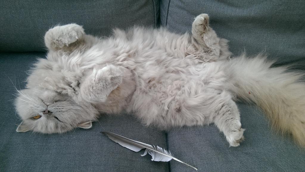 SelmavanDijk69's tweet image. @sylviawitteman #catprivilege