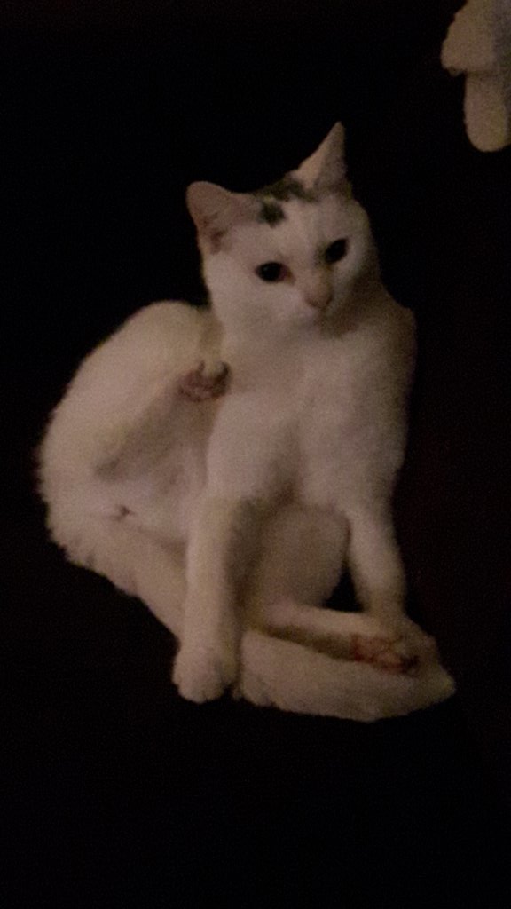 FinekeEveleens's tweet image. @sylviawitteman #catprivilege