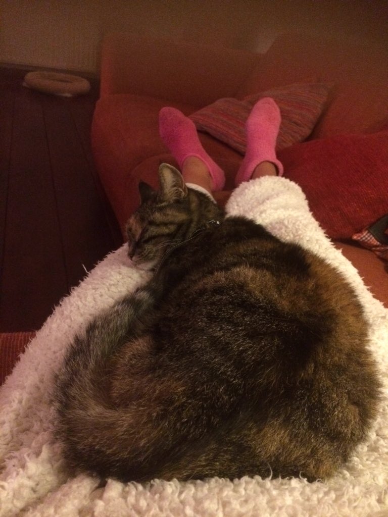 DianedeVries's tweet image. @sylviawitteman #catprivilege