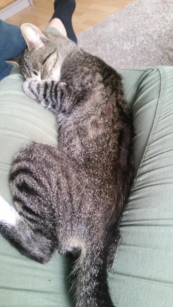 elientjevos's tweet image. En de weinig angstaanjagende Beer #catprivilege @sylviawitteman