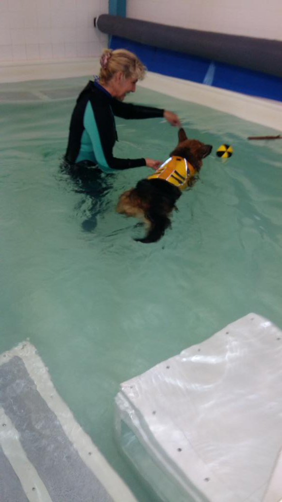 V1964Paul's tweet photo. Sheba really enjoyed her hydro session at @Moredge Thank you Jacqui for taking care of her @V1964Paul https://t.co/HJ9fF5L0lu