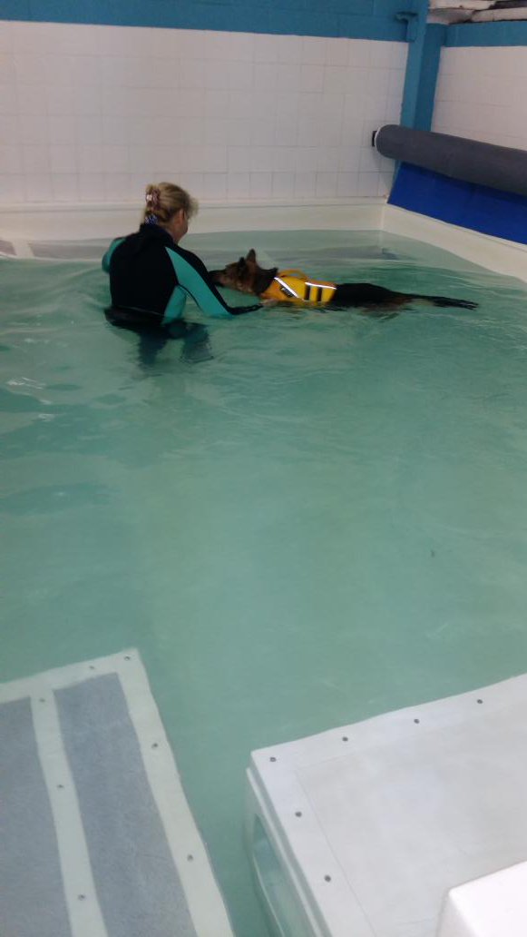 V1964Paul's tweet photo. Sheba really enjoyed her hydro session at @Moredge Thank you Jacqui for taking care of her @V1964Paul https://t.co/HJ9fF5L0lu