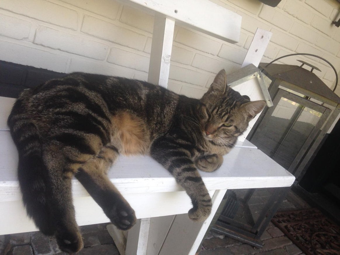 MiekeAkkermans's tweet image. @sylviawitteman #catprivilege wat lijkt 'ie he? Maar dit is onze Max.