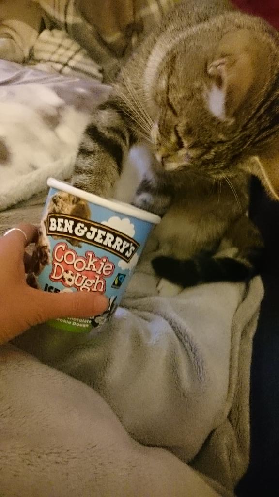 Twinkerbelll's tweet image. @sylviawitteman #catprivilege