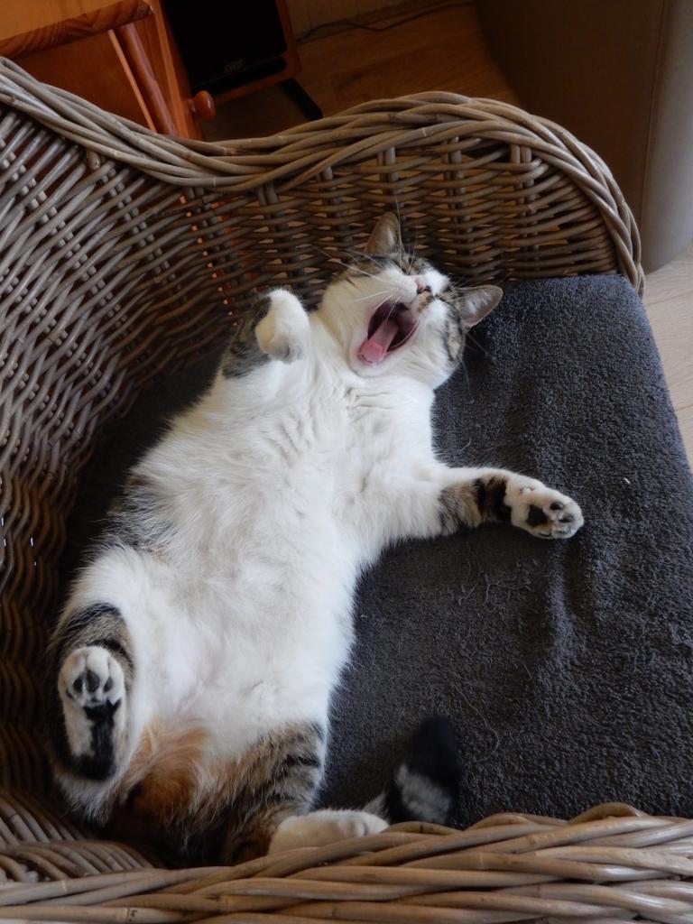 sasanne1971's tweet image. Toch nog even naar @sylviawitteman opsturen. Helaas is Nova drie weken geleden dood gereden. #catprivilege