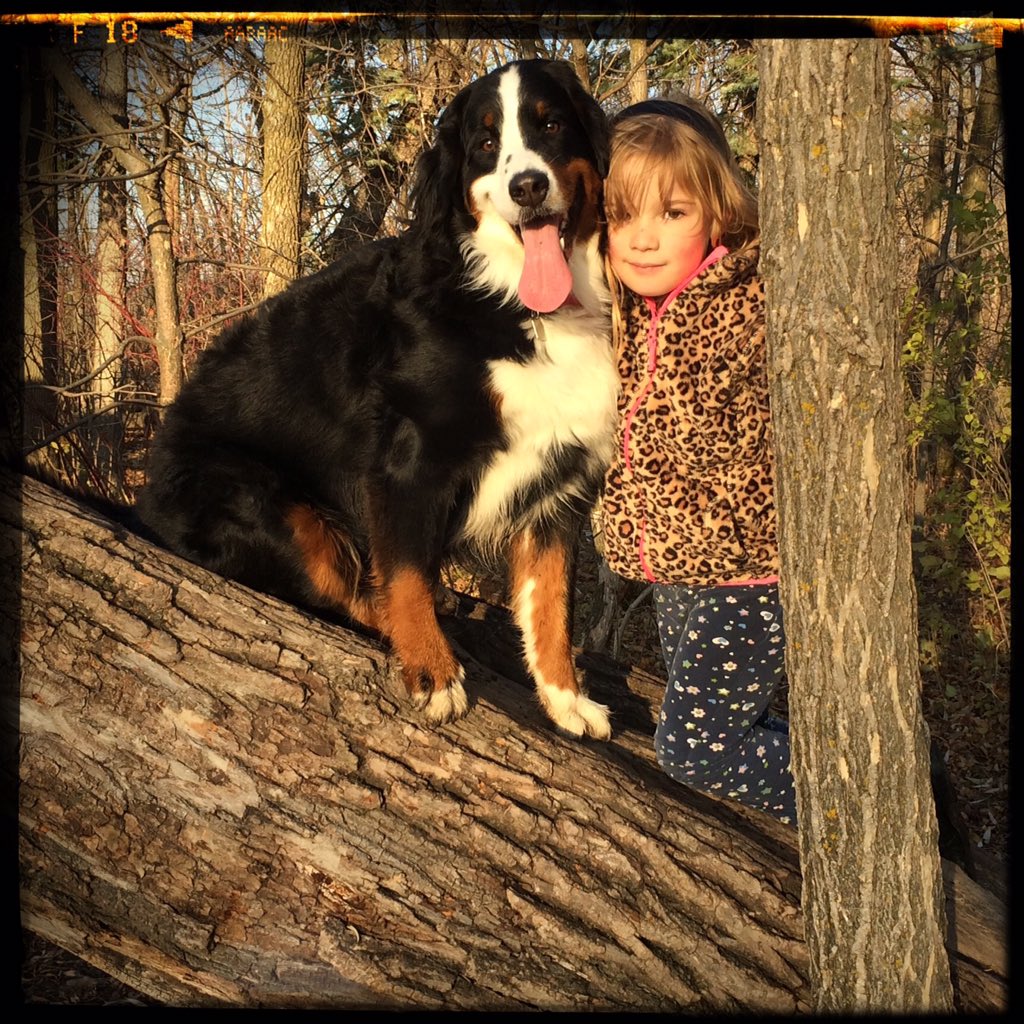 OtherDaveBedard's tweet photo. Two seconds later, they both realized dogs can't climb trees. #Bernese #21mos #ywg #nofilter https://t.co/ZrZHktnrPd