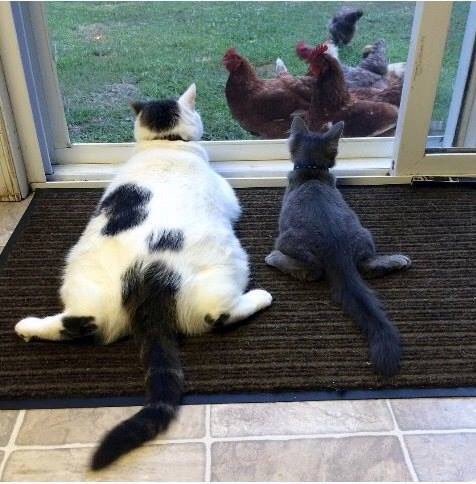 AnneDavos's tweet image. @sylviawitteman #catprivilege