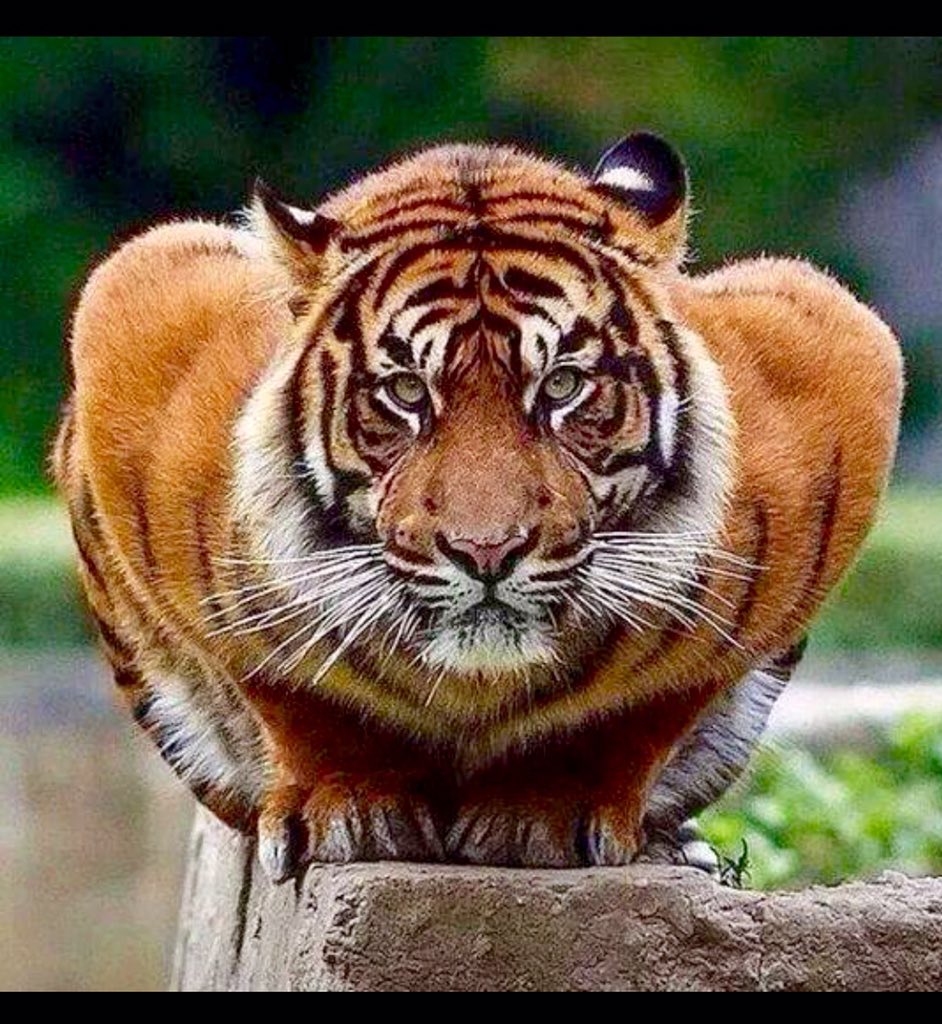 BrianDawkins's tweet image. 2nd half... Enough feeling em out... Look into these eyes &amp;amp; tell me what u c...... Let's eat!! #Clemson