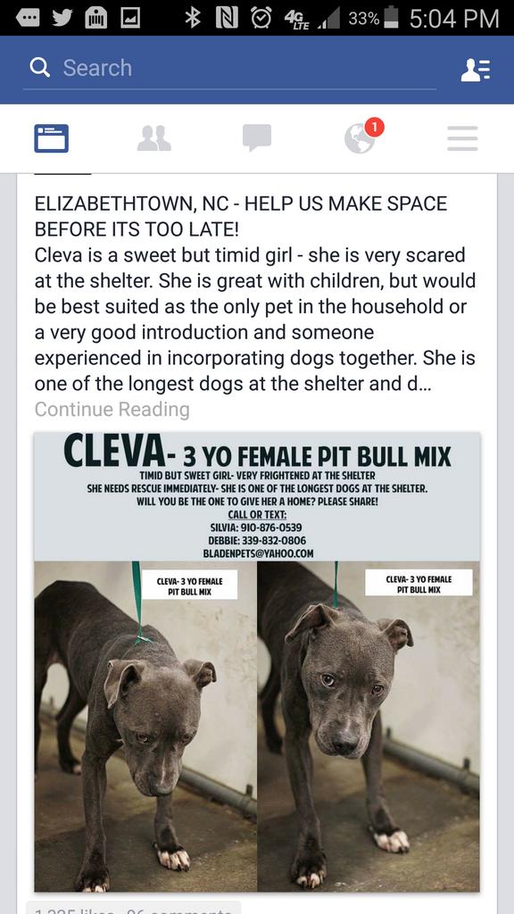 lstokes73's tweet photo. #adopt via @ashelterfriend #NC @buddy2blogger @canine_rights @Gdad1 @giselle1900 @titina_q  @DogRescueTweets https://t.co/zSAX6Aikrf