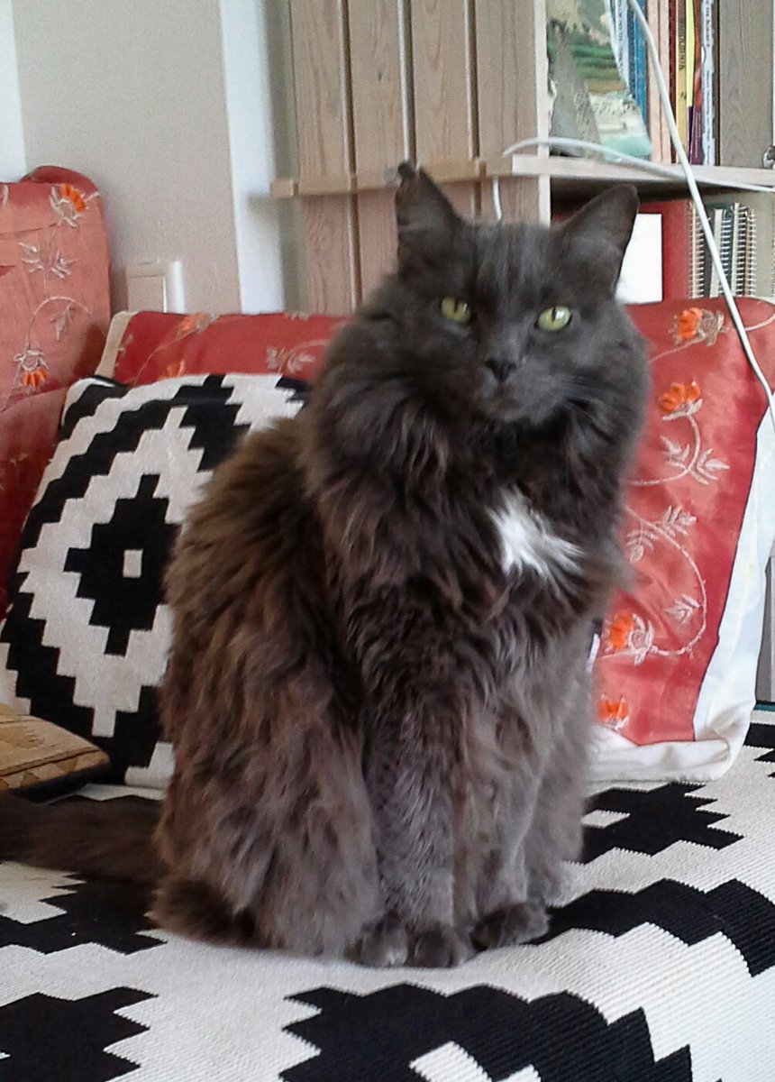 Heldinne's tweet image. #catprivilege