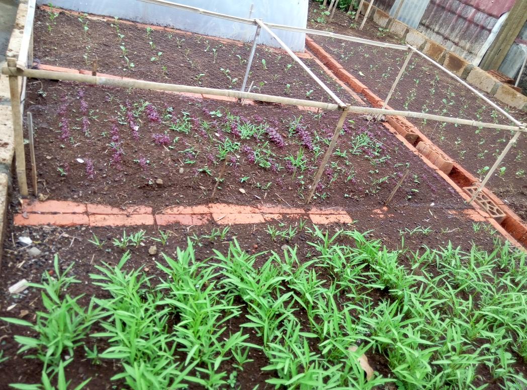 Pagi sobat pekebun kota, hari ini kami mau merawat #UrbanFarmingDemplotChallengeCompetition di bengkel kebun darmaga