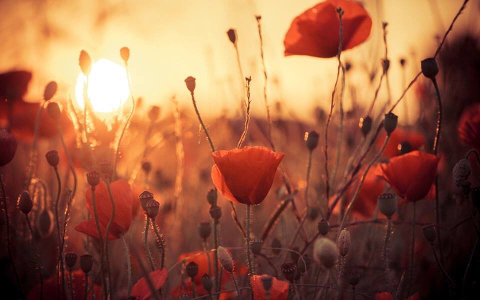 TomGarrod's tweet image. As the sun sets we will remember them, always, with gratitude #WeWillRememberThem