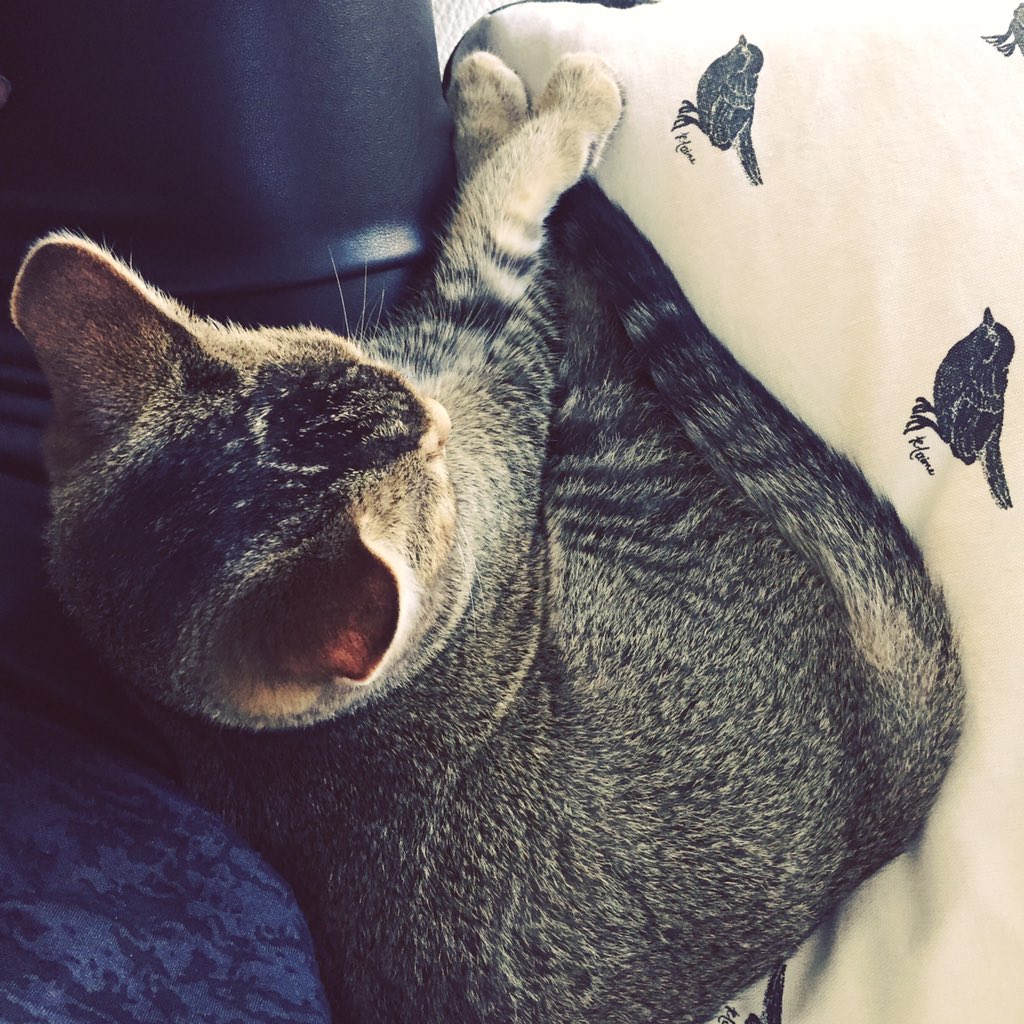 g_kies's tweet image. @sylviawitteman Lief Klootzakje in rust. Probeert inmiddels mijn cashews te jatten. #catprivilege