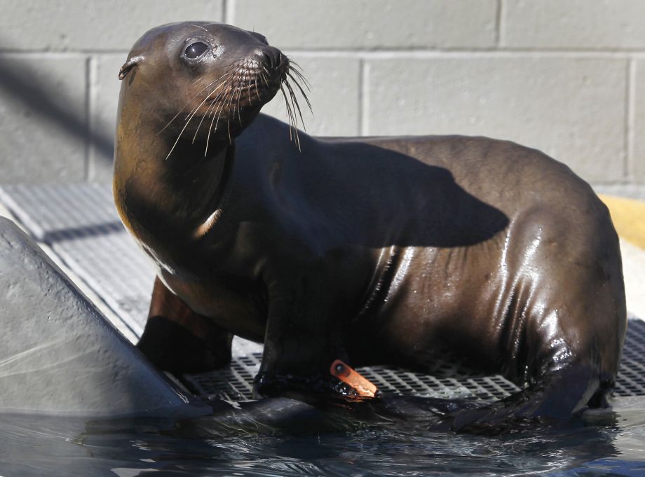 sfchronicle's tweet photo. Dungeness crab toxin alarms scientists, threatens sea lions via @pfimrite @kurtisalexander
https://t.co/Nw7cLxC1KU https://t.co/HgB993x2pp