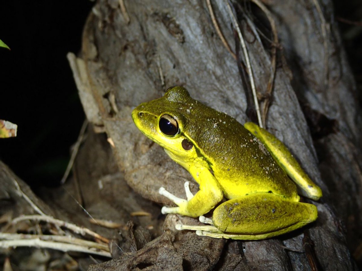 jodirowley's tweet image. Having a fantastic #bushblitz finding #frogs at Oxley Wild Rivers NP! @Earthwatch_Aus @Parks_Australia @austmus